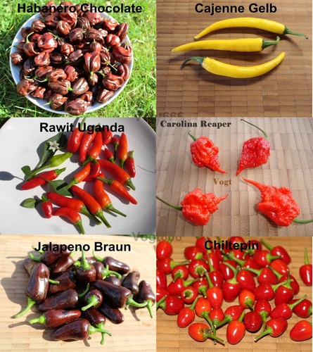 Sorten chili samen carolina - samen,